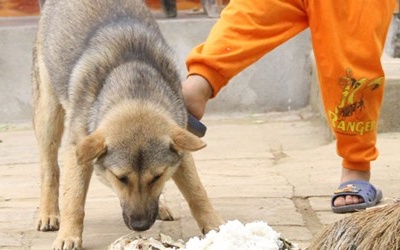 Cứu sống bé 3 tuổi bị thương nặng do chó cắn