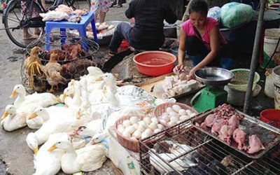 Phòng tránh ngộ độc thực phẩm và dịch cúm gia cầm