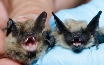 Phát hiện chủng virus mới gây bệnh dại từ loài dơi