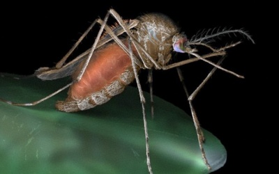 WHO quyết tâm 'xóa sổ' sốt rét sau 15 năm