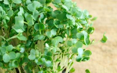 Rau cải xoong – Khắc tinh của bệnh ung thư