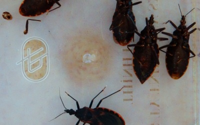 Xuất hiện bọ xít hút máu người gây sưng ngứa ngoài da