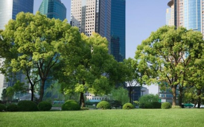 Tăng khả năng tập trung bằng cách liếc nhìn màu xanh cỏ cây