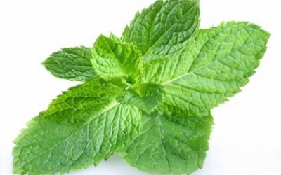 10 lợi ích sức khỏe hàng đầu của bạc hà (P.1)