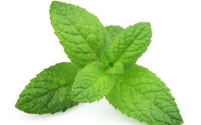 10 lợi ích sức khỏe hàng đầu của bạc hà (P.2)