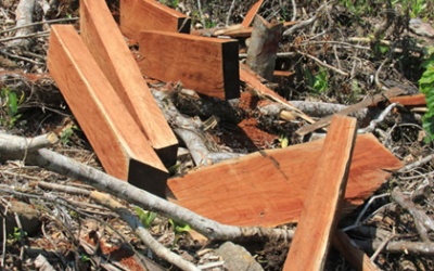 Phá 122m3 gỗ rừng tự nhiên thành gỗ tạp để khai thác