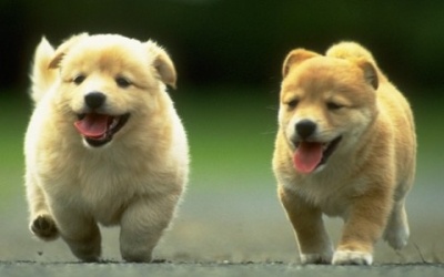 Thú cưng giúp trẻ tự kỷ giảm rối loạn lo âu