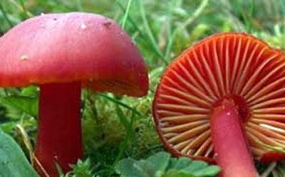 Ăn phải nấm độc, 5 người trong tình trạng nguy kịch