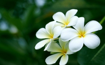 Hoa đại có chữa được tăng huyết áp?