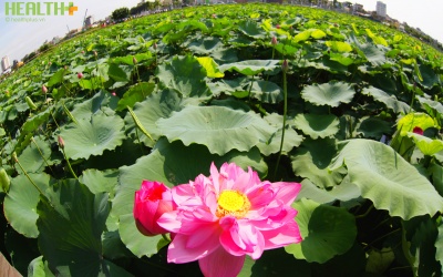 Những điểm ngắm hoa sen tại Hà Nội