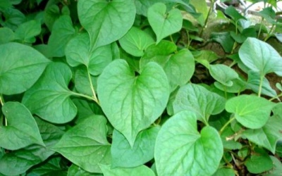 7 món rau xanh tốt nhất nên ăn nhiều trong ngày nắng nóng