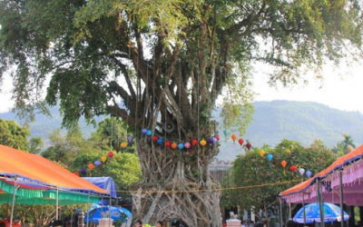 Công nhận cây đa lá lệch hơn 300 năm tuổi là Cây di sản Việt Nam