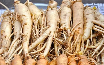 Dùng nhân sâm, tam thất nhiều có bị liệt dương không?