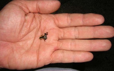 Xem bàn tay - Biết ngay mệnh giàu sang, phú quý