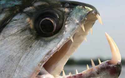 Sông Amazon có thủy quái?