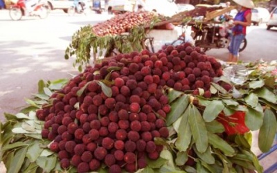 Chưa cấp phép nhập khẩu thanh mai từ Trung Quốc