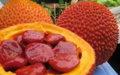 Hạt gấc ngâm rượu chữa nhiều bệnh cực hay