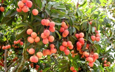 Ăn vải thế nào để không bị nóng, ngộ độc?