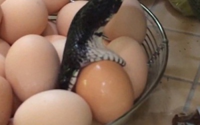 Rắn trườn vào nhà trộm trứng gà