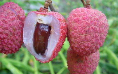 Bài thuốc trị đái tháo đường, sưng tinh hoàn từ hạt vải