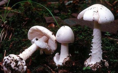 10 vụ ngộ độc nấm xảy ra trong tháng 5