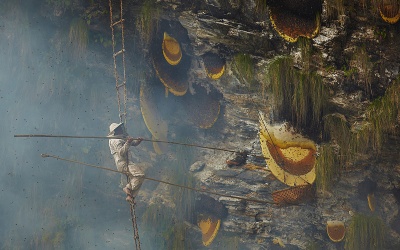 Nepal: Nguy hiểm nghề lấy mật ong trên đỉnh thế giới
