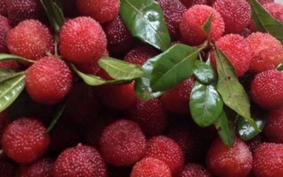 Những điều chưa biết về quả thanh mai Trung Quốc đang gây 'sốt'