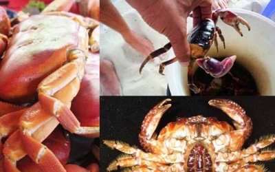 Những loài cua biển gây ngộ độc chết người ở Việt Nam