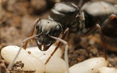 Có nên dùng trứng kiến đen để cải thiện sinh lý quý ông?