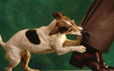 Video: Để không bao giờ bị chó cắn - Cực dễ! 