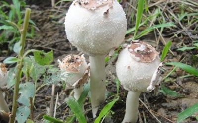 Ăn nhầm nấm độc, cả nhà 7 người nhập viện