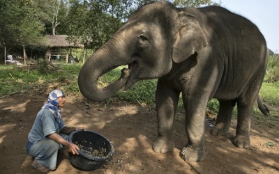 Thái Lan bán loại cà phê đặc sản từ phân voi