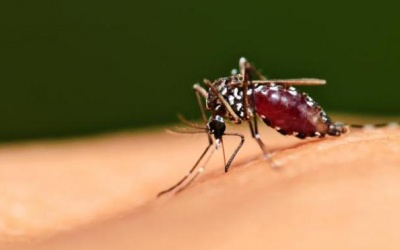 Tuyệt chiêu đuổi muỗi không dùng hoá chất