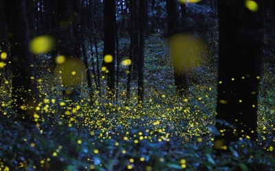 Đom đóm là động vật săn mồi xảo quyệt nhất