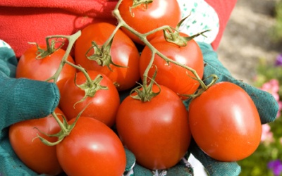 Dinh dưỡng hay đánh bay sỏi mật