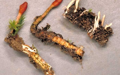 Trẻ biếng ăn có nên dùng đông trùng hạ thảo?