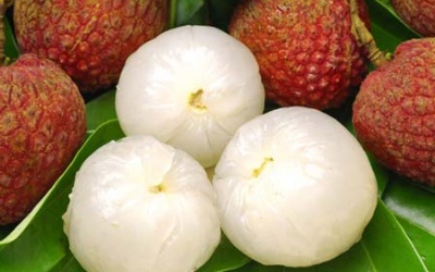 Infographic: Những lợi ích sức khỏe ít ai biết của vải thiều