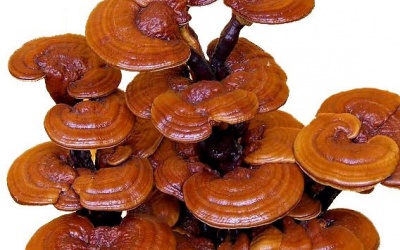Nấm linh chi - Dược liệu quý giúp giảm cân