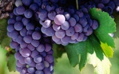 Công dụng chữa bệnh tuyệt vời của quả nho