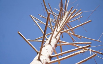 Hà Nội bàn phương án thay thế cây mỡ trên đường Nguyễn Chí Thanh