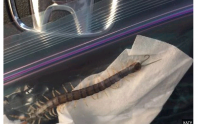 Kéo từ lỗ tai ra con rết dài 10cm