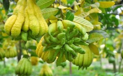 Quả phật thủ: Dược liệu quý từ thiên nhiên