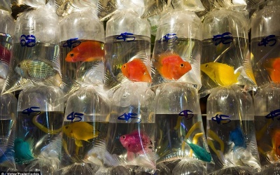 Bên trong chợ cá cảnh lớn nhất thế giới ở xứ Cảng thơm