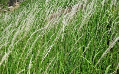 Cỏ tranh – thanh nhiệt, lợi tiểu