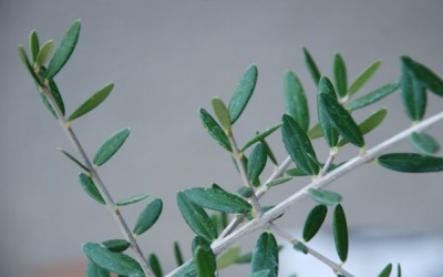 Niềm hy vọng của các bệnh nhân tim mạch