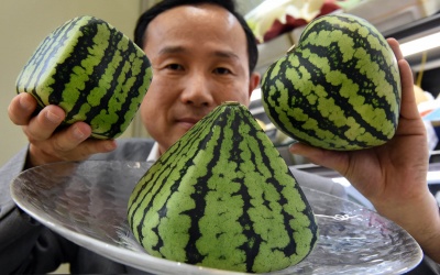 Mãn nhãn với những quả dưa hấu đặc biệt của người Nhật
