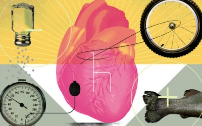 Ổn định huyết áp dễ dàng với Niacin