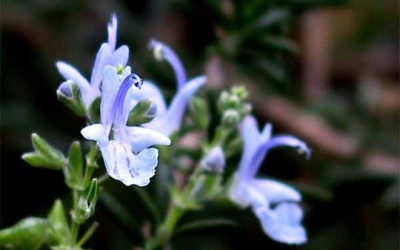 10 loại rau có tác dụng chữa bệnh