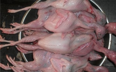 Infographic: Mẹo phân biệt gà 'chiếp' và chim cút 