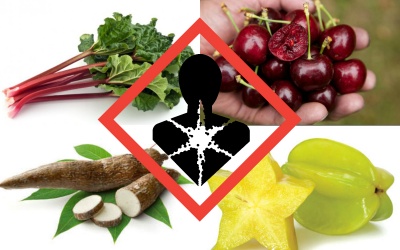 Video: 10 loại thực phẩm sẽ giết chết bạn nếu dùng sai cách